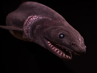 Requin lézard : le requin préhistorique qui...