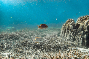 Les scientifiques craignent un nouvel épisode de blanchissement du corail sous l'effet d'El Niño