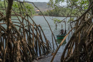 En Sierra Leone, le gagne-pain des ostréicultrices de mangroves menacé par la déforestation