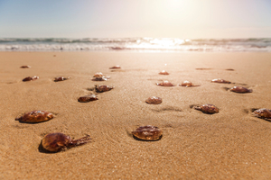 Mexique : des milliers de méduses mortes échouées sur une plage après la hausse de la température de l’eau