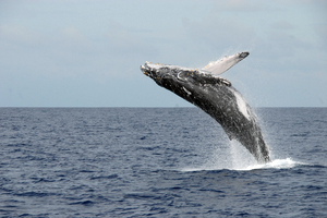 Des baleines à bosse relient le Brésil et l’Australie : un voyage record qui intrigue les chercheurs