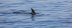 Australie: un homme meurt après une attaque de requin dans le Queensland
