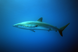 Un requin bleu blessé observé en Bretagne : pourquoi sa présence près du rivage n’a rien d’un scénario catastrophe