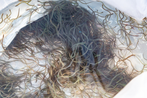 Des civelles pêchées dans les réserves naturelles: 