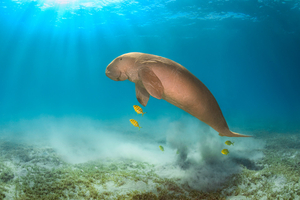 Mayotte: sur la piste des dugongs, mammifères mythiques en danger d'extinction