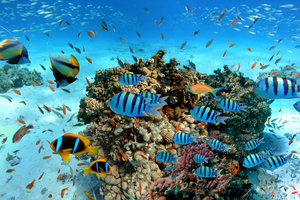 Journée mondiale des océans 2026 : pourquoi il faut réimaginer notre relation avec la mer