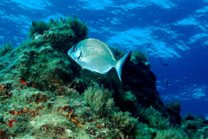 Le sar, ce poisson de roche que personne ne cible vraiment