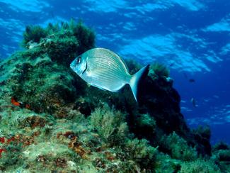Le sar, ce poisson de roche que personne ne...