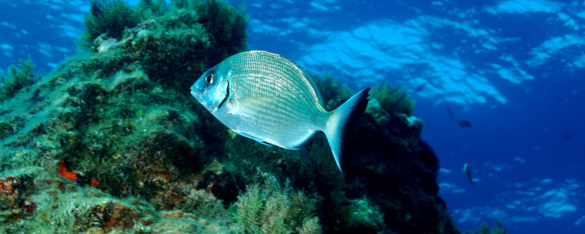 Le sar, ce poisson de roche que personne ne cible vraiment - Actualités ...