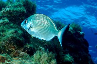 Le sar, ce poisson de roche que personne ne cible vraiment
