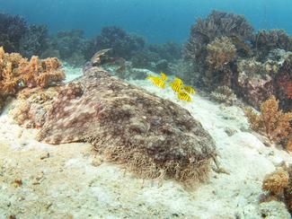 Requin tapis barbu : l’étrange squale des...