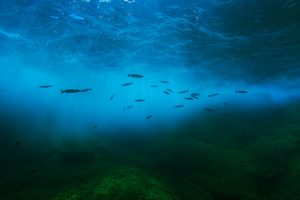 Le son sous l’eau : pourquoi l’océan est un monde que l’on écoute autant qu’on le regarde