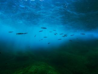 Le son sous l’eau : pourquoi l’océan est un...