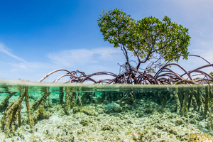 Les mangroves pourraient devenir émettrices de carbone avec la montée des mers, selon des chercheurs