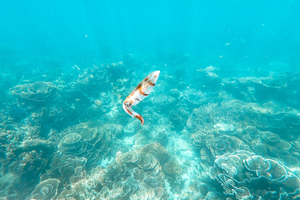 Pêche au calamar : une ONG pointe travail forcé et abus en haute mer