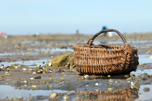 Coquillages dans le Morbihan : pourquoi certaines zones restent interdites à la pêche
