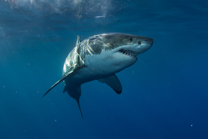 Australie : un plongeur tué par un requin de 4,5 mètres au large de Michaelmas Island