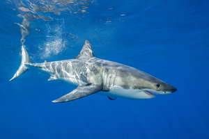 Un grand requin blanc filmé sous l’eau en Méditerranée : une rencontre rarissime au large de la Sicile
