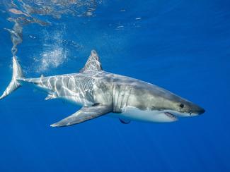 Un grand requin blanc filmé sous l’eau en...