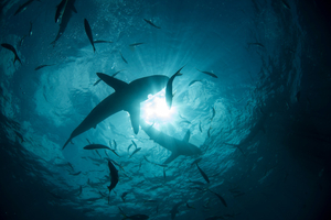 Requins : la carte mondiale des morsures qui remet le risque en perspective