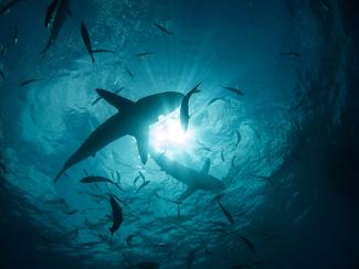 Requins : la carte mondiale des morsures qui...