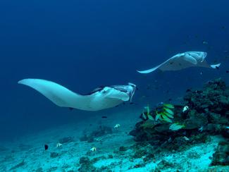 Plonger avec des raies manta : les plus beaux...