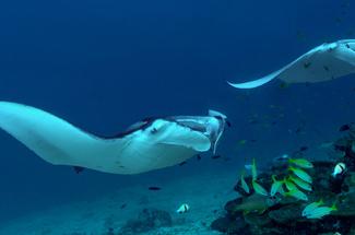 Plonger avec des raies manta : les plus beaux sites et les règles pour l...