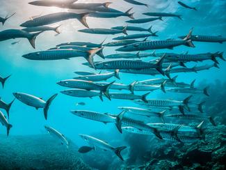 Les poissons apprennent-ils à éviter les...