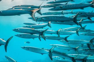 Les poissons apprennent-ils à éviter les pêcheurs ?