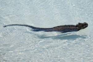 L’iguane marin : l’étrange reptile des Galápagos qui a appris à vivre avec l’océan