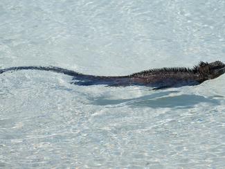 L’iguane marin : l’étrange reptile des...