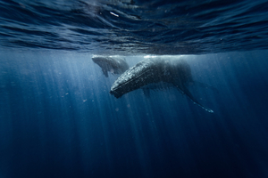 Au fond de l’océan Indien, le plus grand cimetière de baleines jamais découvert révèle un monde vivant