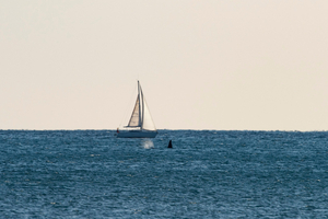 Conteneurs, débris ou… orques : comment éviter les mauvaises rencontres en mer ?