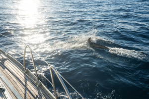 Baleines, dauphins, voiliers : comment partager la mer sans danger ?