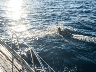 Baleines, dauphins, voiliers : comment...