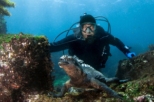 Plongée aux Galápagos : requins-marteaux, iguanes marins et biodiversité extrême