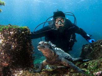 Plongée aux Galápagos : requins-marteaux,...