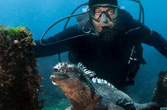 Plongée aux Galápagos : requins-marteaux, iguanes marins et biodiversité...
