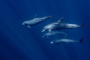 Pour protéger les dauphins, nouveau mois sans pêche en 2027 dans le golfe de Gascogne