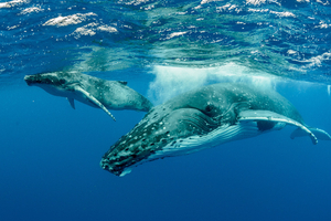 Chasse à la baleine : en Islande et aux îles Féroé, une tradition de plus en plus contestée