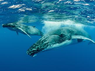 Chasse à la baleine : en Islande et aux îles...