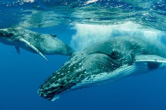 Chasse à la baleine : en Islande et aux îles Féroé, une tradition de plu...