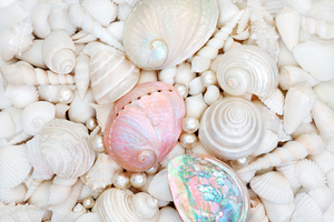 Coquillages, bijoux et monnaies : comment les coquilles ont façonné les sociétés humaines