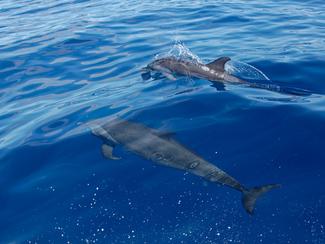 Sanctuaire Agoa : dans les Antilles...
