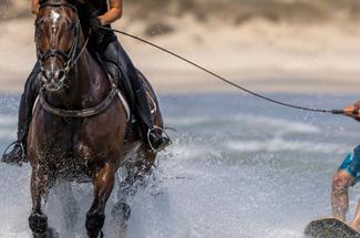 Horse surfing : quand le cheval remplace le jet-ski