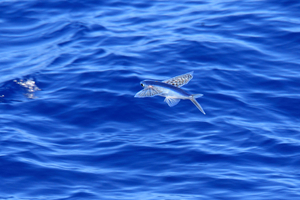Poissons volants : quand l’évolution donne des ailes à la mer