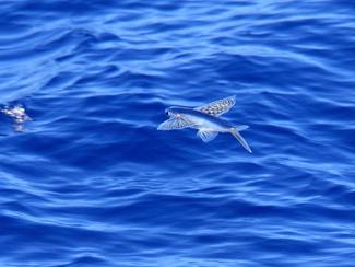 Poissons volants : quand l’évolution donne des...