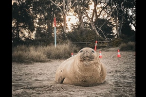 Neil the Seal, l’éléphant de mer qui met la Tasmanie sens dessus dessous