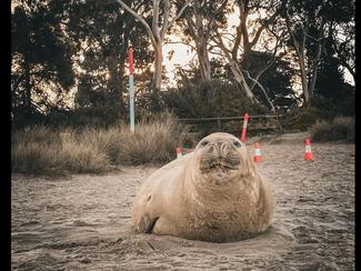 Neil the Seal, l’éléphant de mer qui met la...