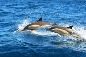 Les dauphins de Méditerranée : où et comment les observer sans les déranger
